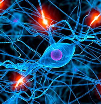 neurobiologia